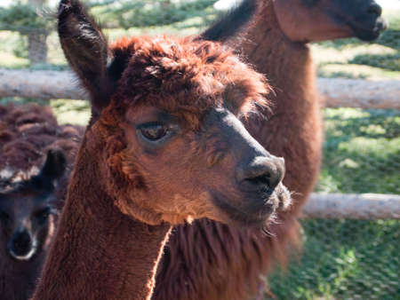 Llamaの写真素材