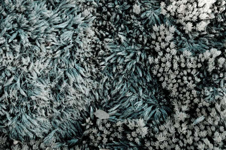 Natural texture of sedum in it's dormant stateの写真素材