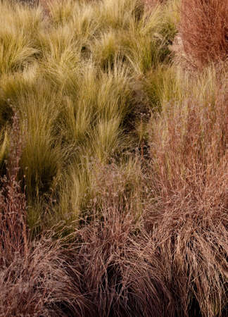 Winter Grasses