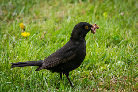 Blackbird (Turdus merula) eating a worm in the grassの写真素材