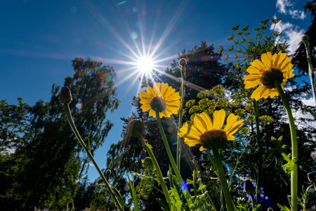 Yellow daisies on the background of the sun and blue skyの写真素材