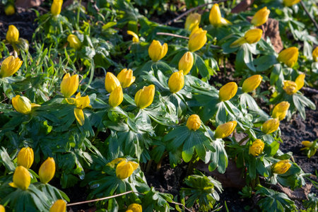 Yellow winter aconite (Eranthis hyemalis) flowers.