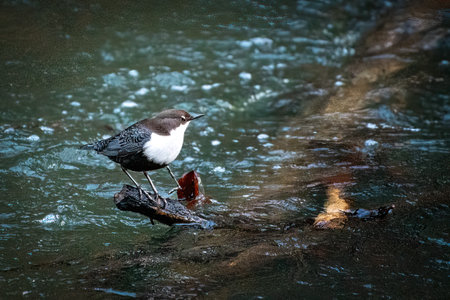 white-throated dipper (Cinclus cinclus)の写真素材