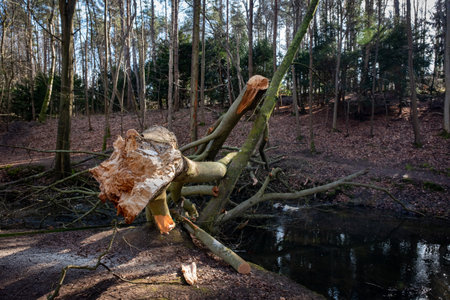 Fallen tree on the bank of a small river in the forestの写真素材