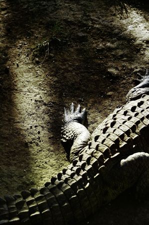 Crocodileの写真素材