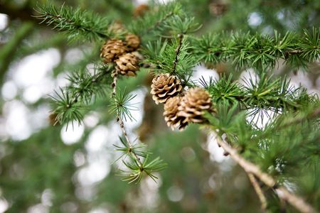 Pine Tree Branch and coneの写真素材