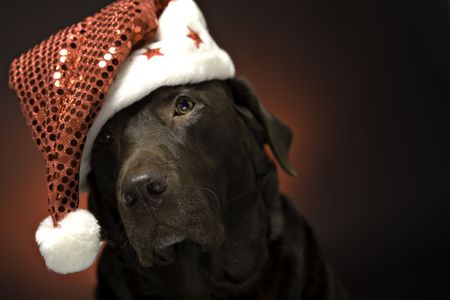 chocolate labrador at christmas wearing a santa hatの写真素材