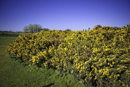gorse bush sharp yellow outdoor plantの写真素材
