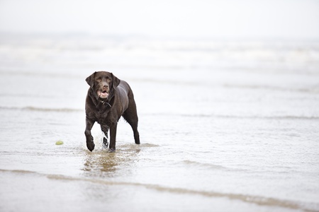 Brown Pedigree Labrador playing with ball in the Seaの写真素材