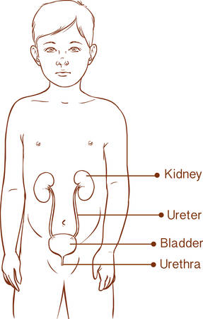 Vector illustration of a anatomy of a young child - urinary systemのイラスト素材