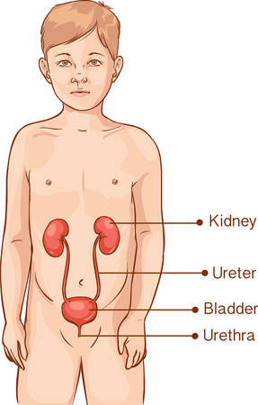 Vector illustration of a anatomy of a young child - urinary systemのイラスト素材