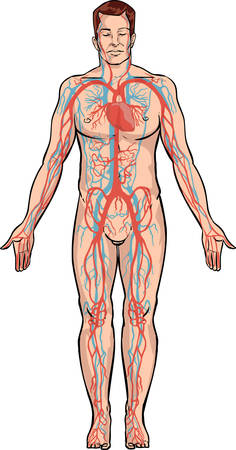 white backround Vector illustration of a circulatory systemのイラスト素材
