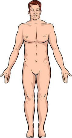 white backround Vector illustration of a human bodyのイラスト素材