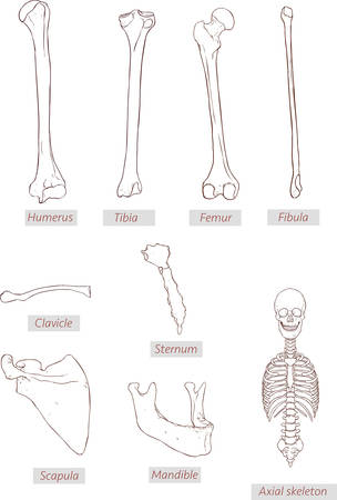humerus,tibia,femur,fibula,clavicle,sternum,scapula,mandible,axial skeleton detailed medical illustrations .Latin medical terms. Isolated on a white backgroundのイラスト素材