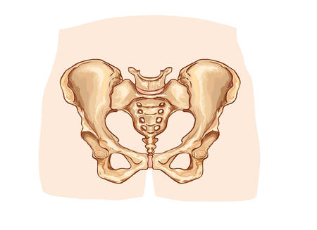 vector illustration of a Diagram of the pelvic girdle labeledのイラスト素材