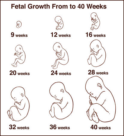 Embryo development. Human fetus growth stages of pregnancy vector illustration. Life baby stage before birthのイラスト素材