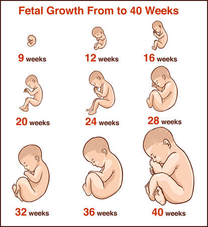 Embryo development. Human fetus growth stages of pregnancy vector illustration. Life baby stage before birthのイラスト素材