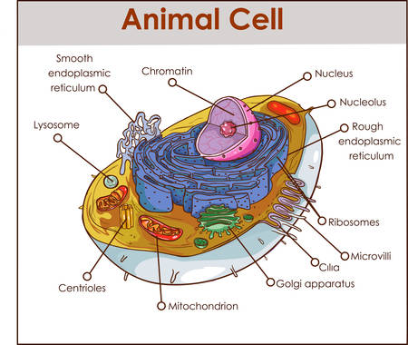 Animal Cell Anatomy Diagram Structure with all parts nucleus smooth rough endoplasmic reticulum cytoplasm golgi apparatus mitochondria membrane centrosome ribosome anatomical figure science educationのイラスト素材