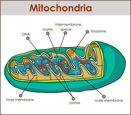 Vector illustrator of cross section of mitochondria.のイラスト素材