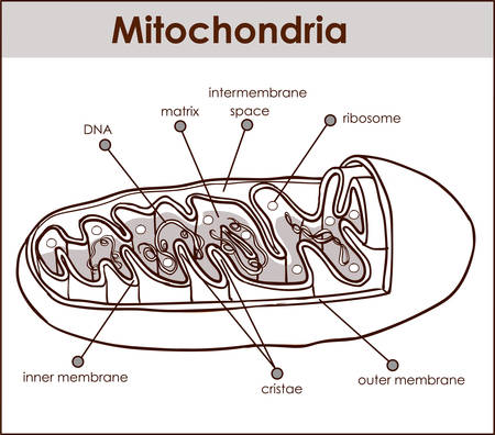 Vector illustrator of cross section of mitochondria.のイラスト素材