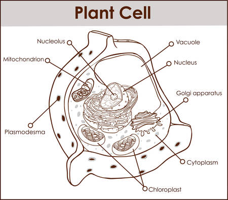 Plant cell isolated on white photo-realistic vector illustration.のイラスト素材