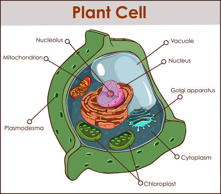 Plant cell isolated on white photo-realistic vector illustration.のイラスト素材