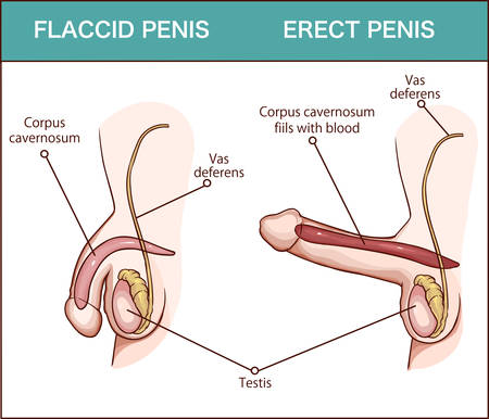Erection of male sex organ penis, medical illustration with man anatomy reproductiveのイラスト素材