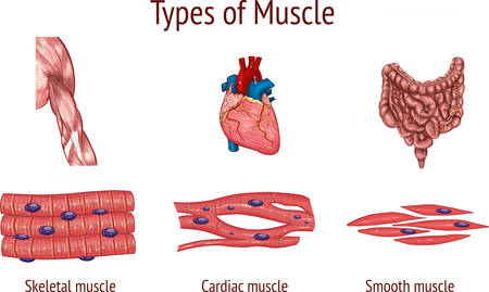vector illustration of a Types of Muscleのイラスト素材