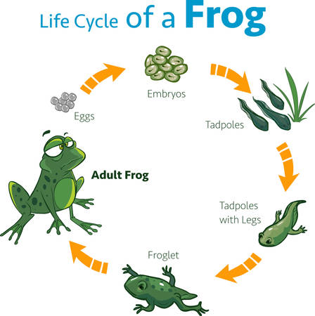 vector illustration of a life cycle of a frogのイラスト素材