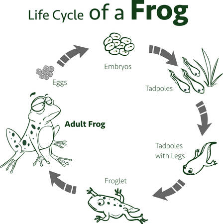 vector illustration of a life cycle of a frogのイラスト素材