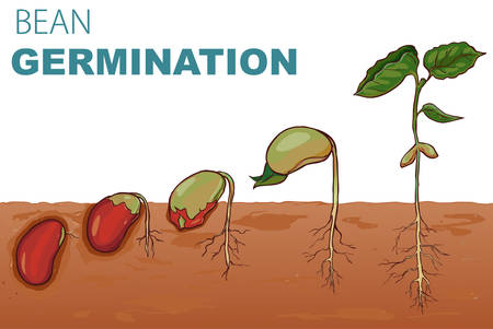 vector illustration Seed germination beansのイラスト素材