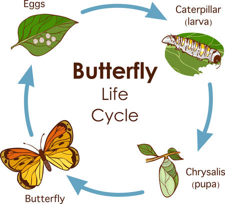 vector illustration of Life Cycle of Butterfly diagramのイラスト素材