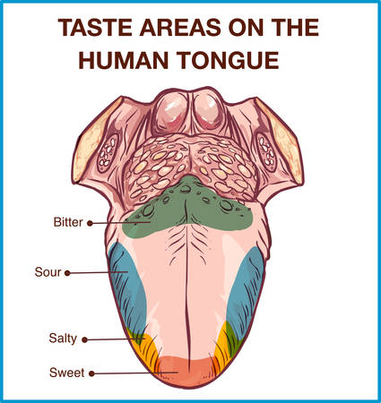 Vector - Color map of taste receptors in the tongue, four flavors - sweet, sour, bitter, salty. Vector illustration.のイラスト素材