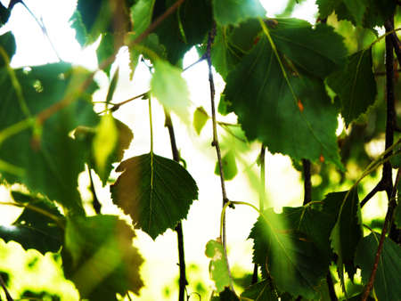 Ivy with blurred out background. Edited to look brighter.の写真素材
