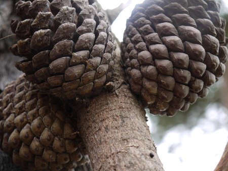Pinecones attached to a branch with a blurred out background.の写真素材