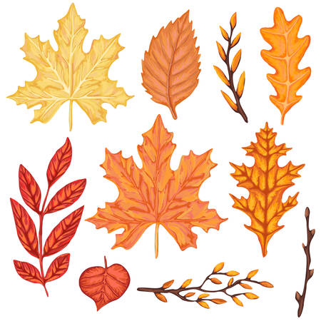 Set of Autumn leaves design.のイラスト素材