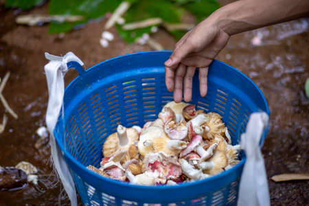 The wild mushroom in the forest seeker's basket has just been cleaned up. For cooking Mushrooms in Thailandの写真素材