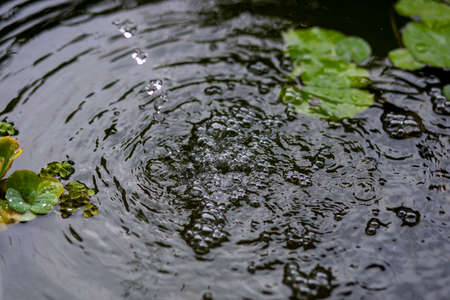 Air bubbles on the water surface in the fish pond from filling with clean water. Rinse the water in...