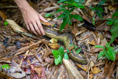 The roots of a large tree in a humid forest The shape of the elephant's head and the trunk is mossy,...