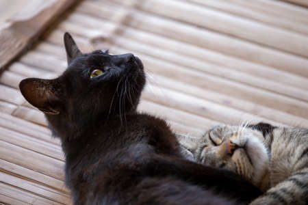 Two cats snuggled together in love. black and gray striped cat on bamboo background Hilltribe houses...