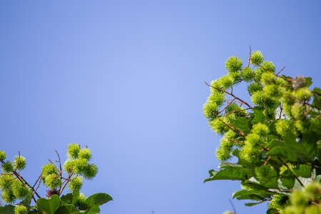 Close-up young Rambutan, small, green, just grows in the summer in Thailand. Fruit agricultureの写真素材