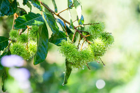 Close-up young Rambutan, small, green, just grows in the summer in Thailand. Fruit agriculture