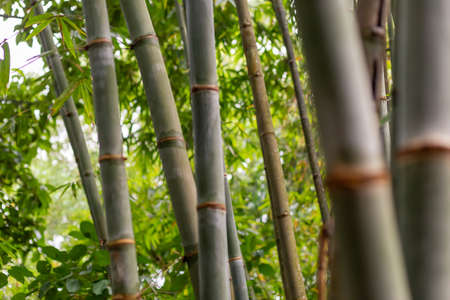 Bamboo forest close up green background nature big bamboo All-Purpose Bamboo in Thailand