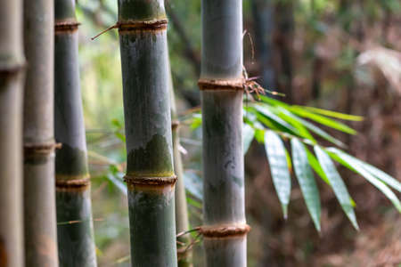 Bamboo forest close up green background nature big bamboo All-Purpose Bamboo in Thailandの写真素材