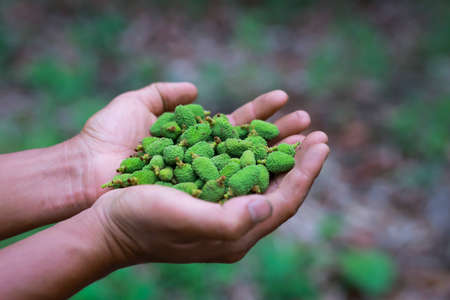 Close-up young green litchis fell in the hands of agriculture. Impact of summer storms in Thailand.