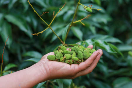 Close-up young green litchis fell in the hands of agriculture. Impact of summer storms in Thailand.の写真素材