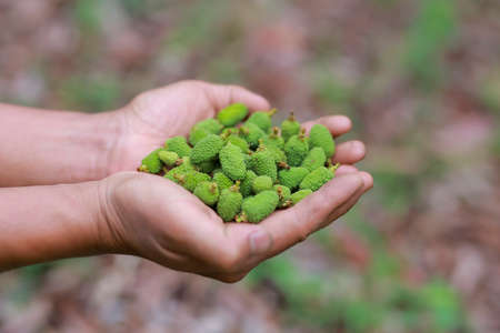 Close-up young green litchis fell in the hands of agriculture. Impact of summer storms in Thailand.の写真素材