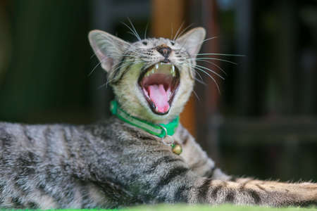 Pet cat close up Headshot the pet's face while yawning because of relaxation and sleepiness.の写真素材