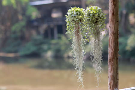 The hanging tree is decorated with green leaves with long roots and white whiskers. Decorative plants and aesthetic design outside the house Looking at the feeling of relaxationの写真素材