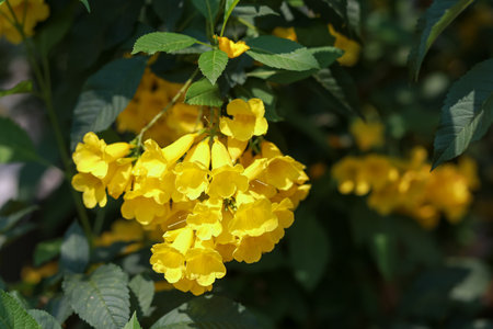 Close-up of beautiful bright yellow flower clusters. Planted to decorate the fence next to the house...